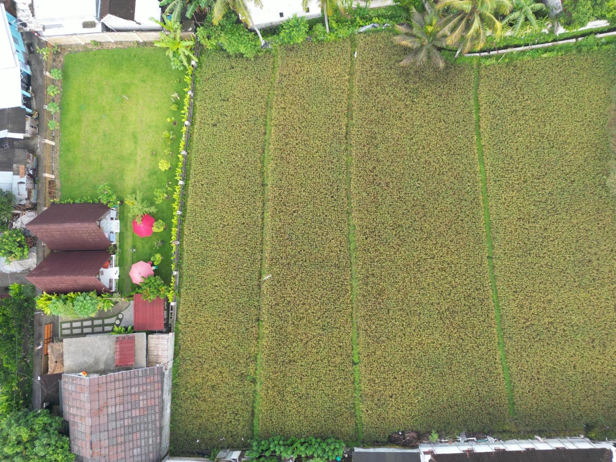 D' Carasti Bungalow Masbagik Dış mekan fotoğraf
